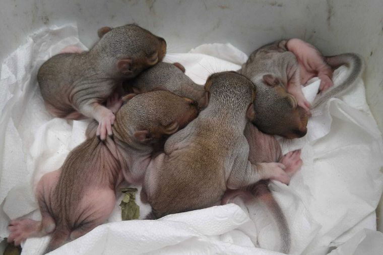 Saving baby squirrels? All in a day’s work for NIE Networks